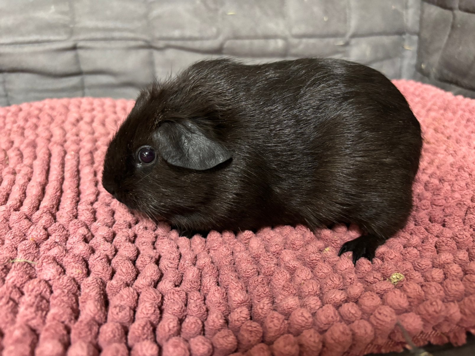 Cavia zeugje solid zilveragouti, Dieren en Toebehoren, Juli, Vrouwelijk, Cavia