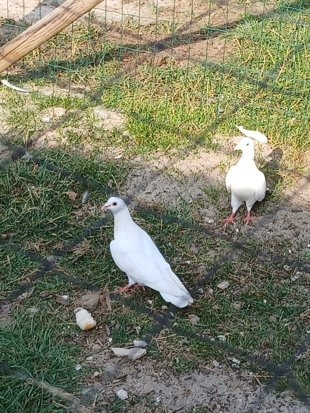 Koppeltje witte duiven, Meerdere dieren, Eend