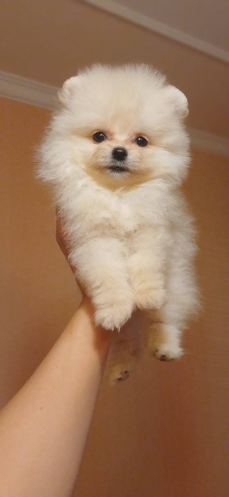 Micro pomeriaan pup, Particulier, Keeshond, Reu, 8 tot 15 weken