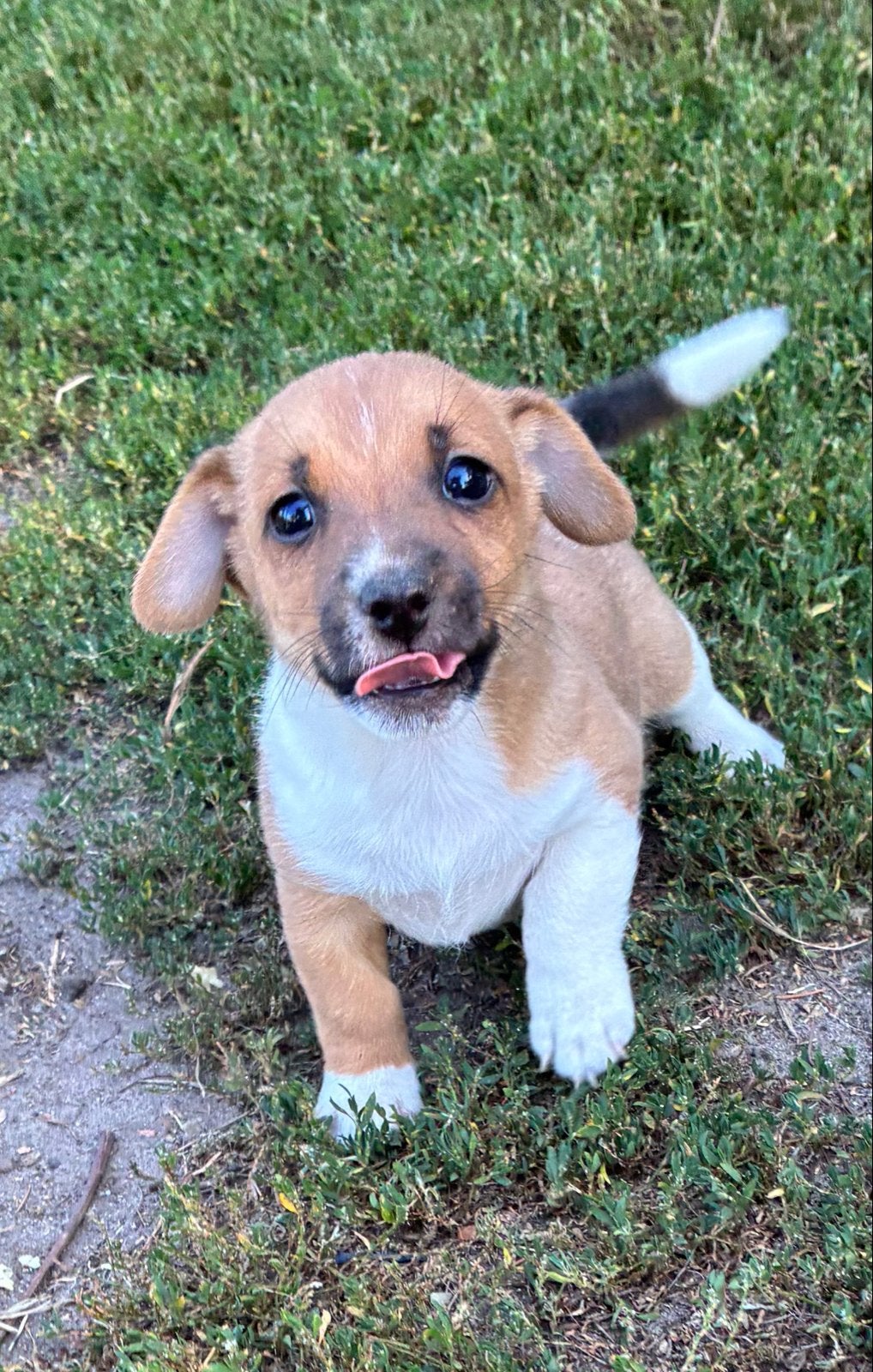 Kleine jack russel pups, Parvo, België, Particulier, Jack Russell Terriër