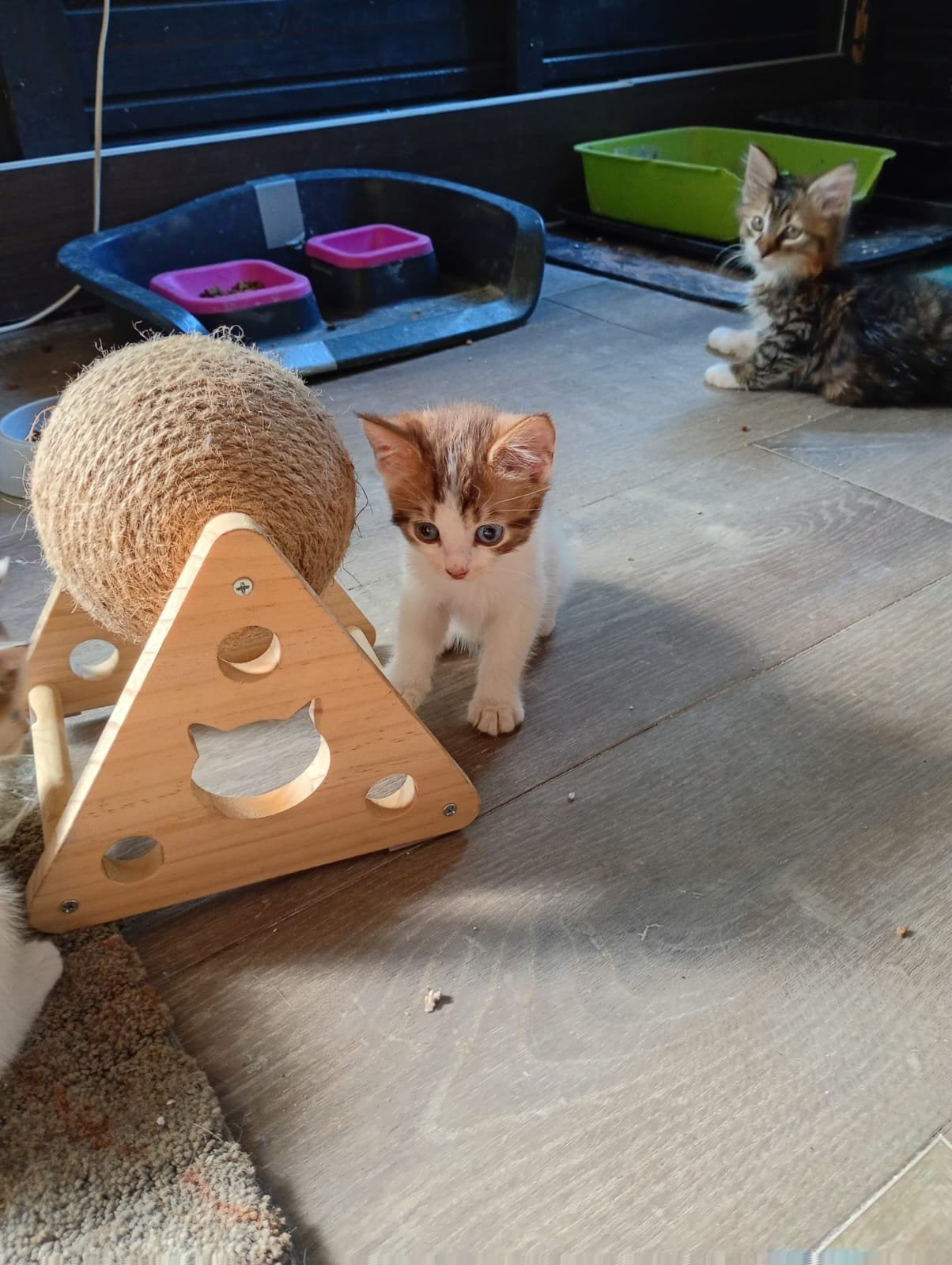 Lieve schattige speelse kittens, Meerdere dieren