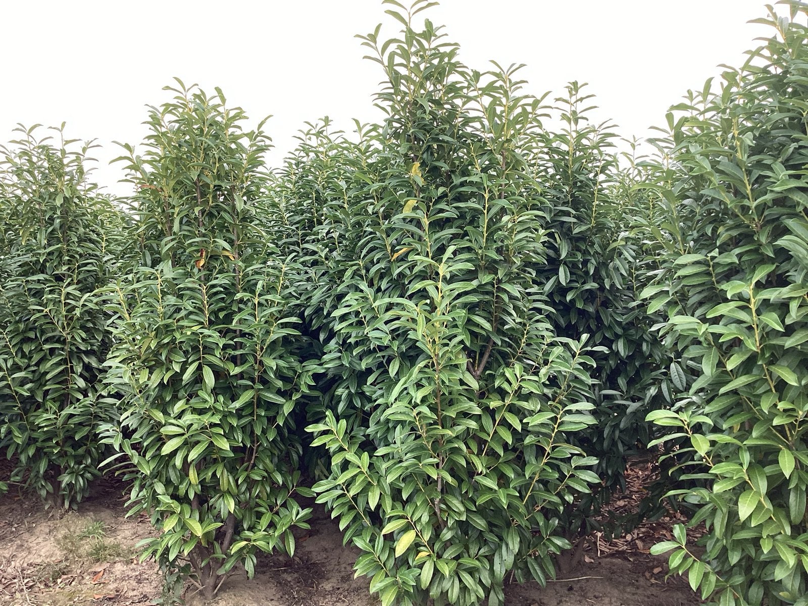 - Groenblijvende Haagplant, Tuin en Terras, Ophalen of Verzenden, Laurier, Haag, 100 tot 250 cm