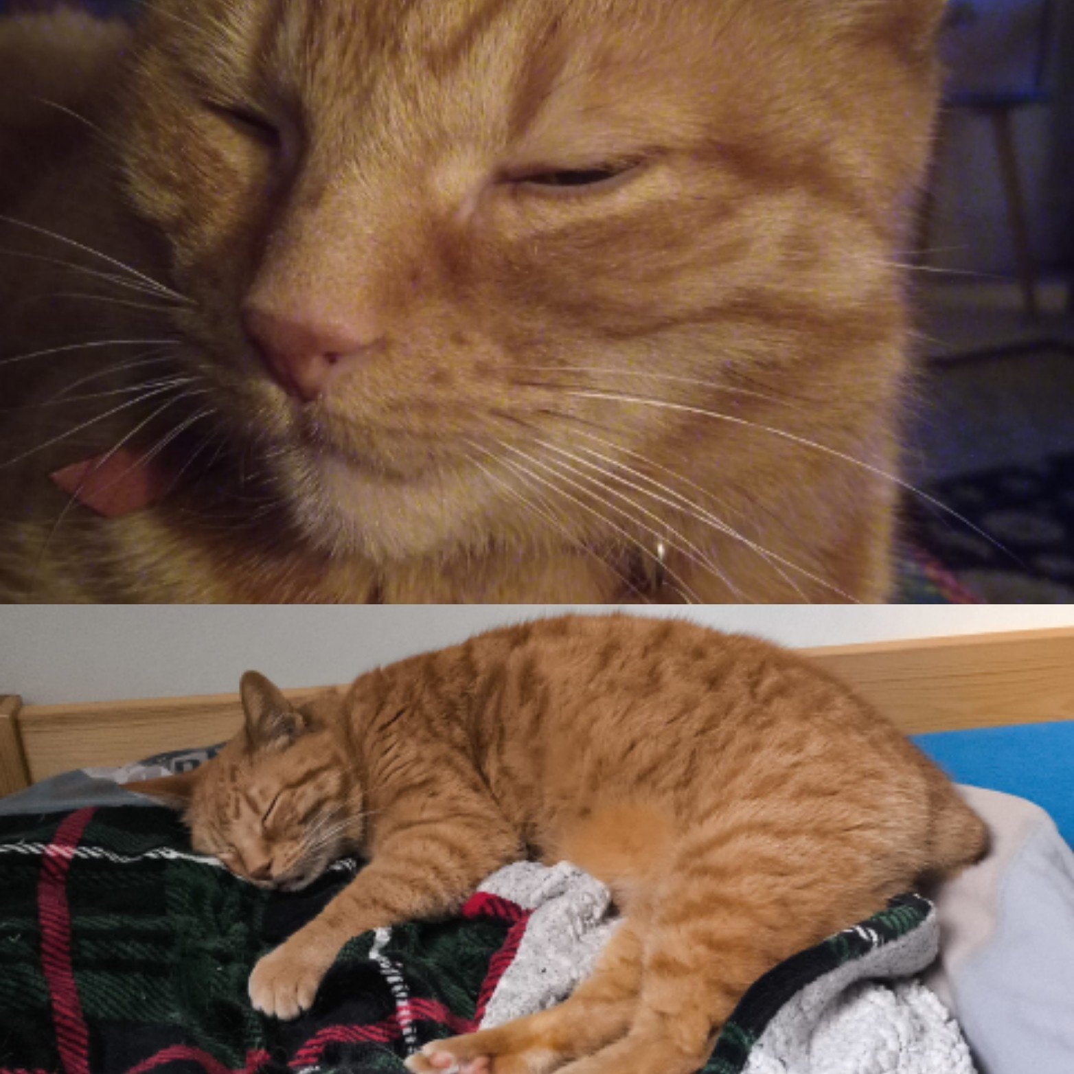 Gezocht rood staartloos katje Tilburg, Poes