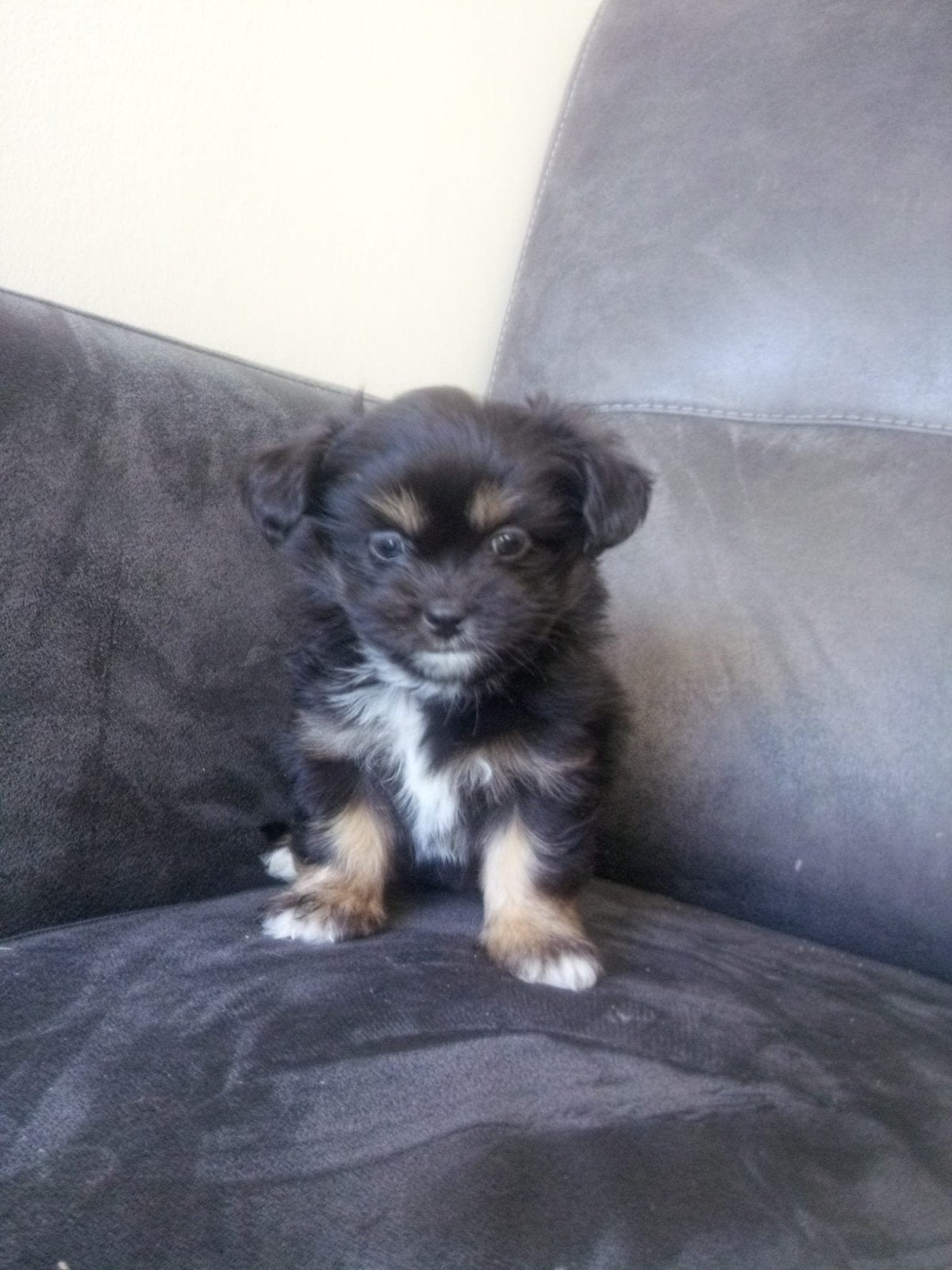 te koop prachtige mooie pups Mogen bijna weg!!, 8 tot 15 weken, Meerdere, Meerdere dieren, Klein