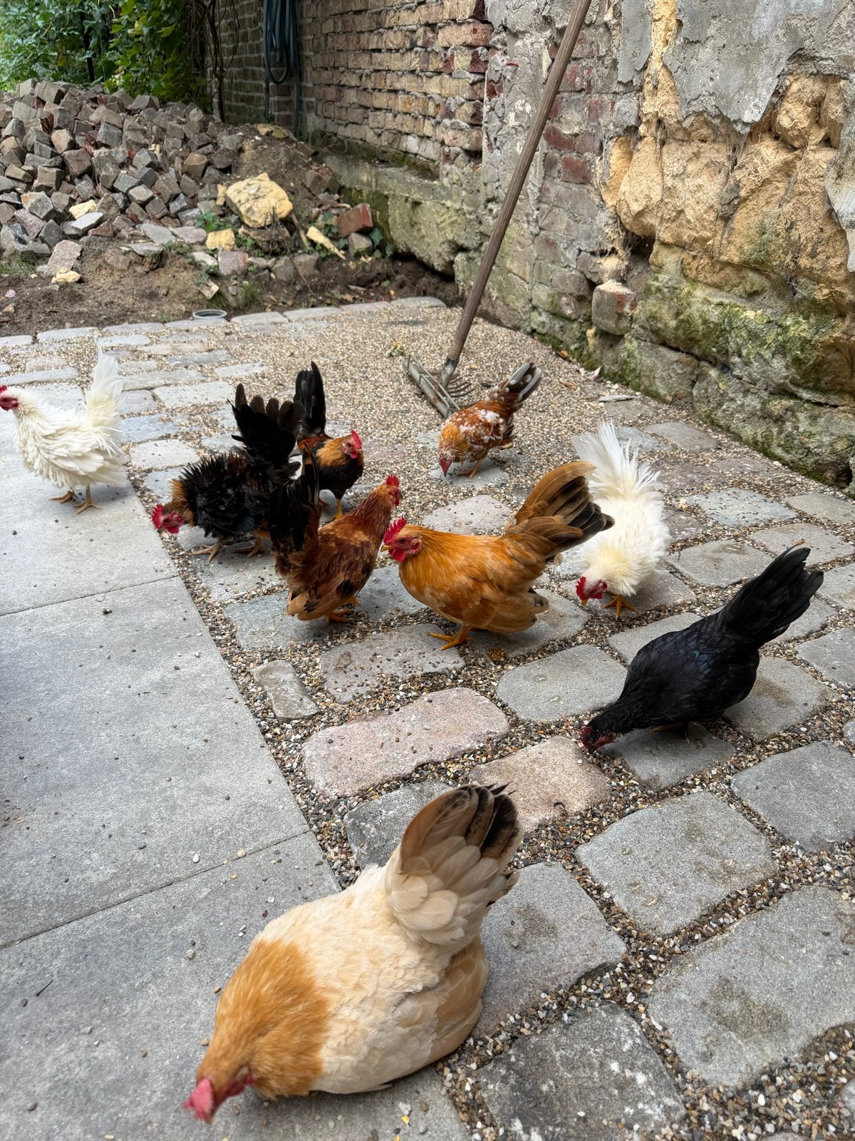 Springveren en normale verschillende kleuren serama