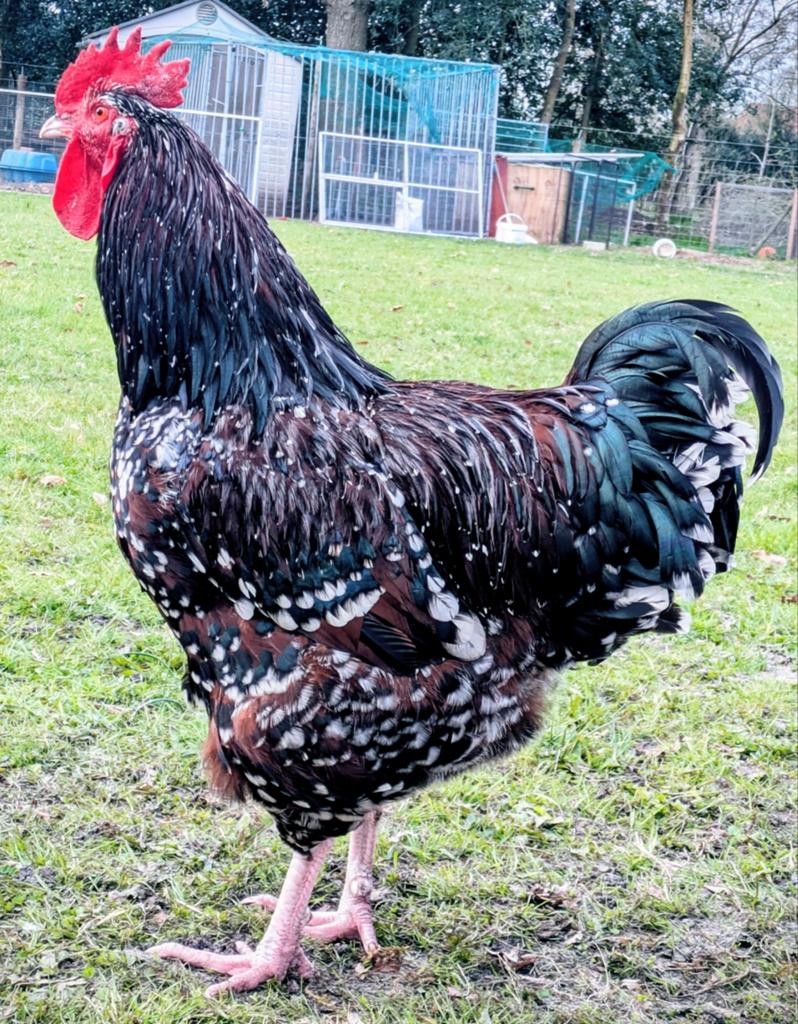 Prachtige sussex haan porcelain met 2 leghennen, Dieren en Toebehoren, Pluimvee, Mannelijk, Kip