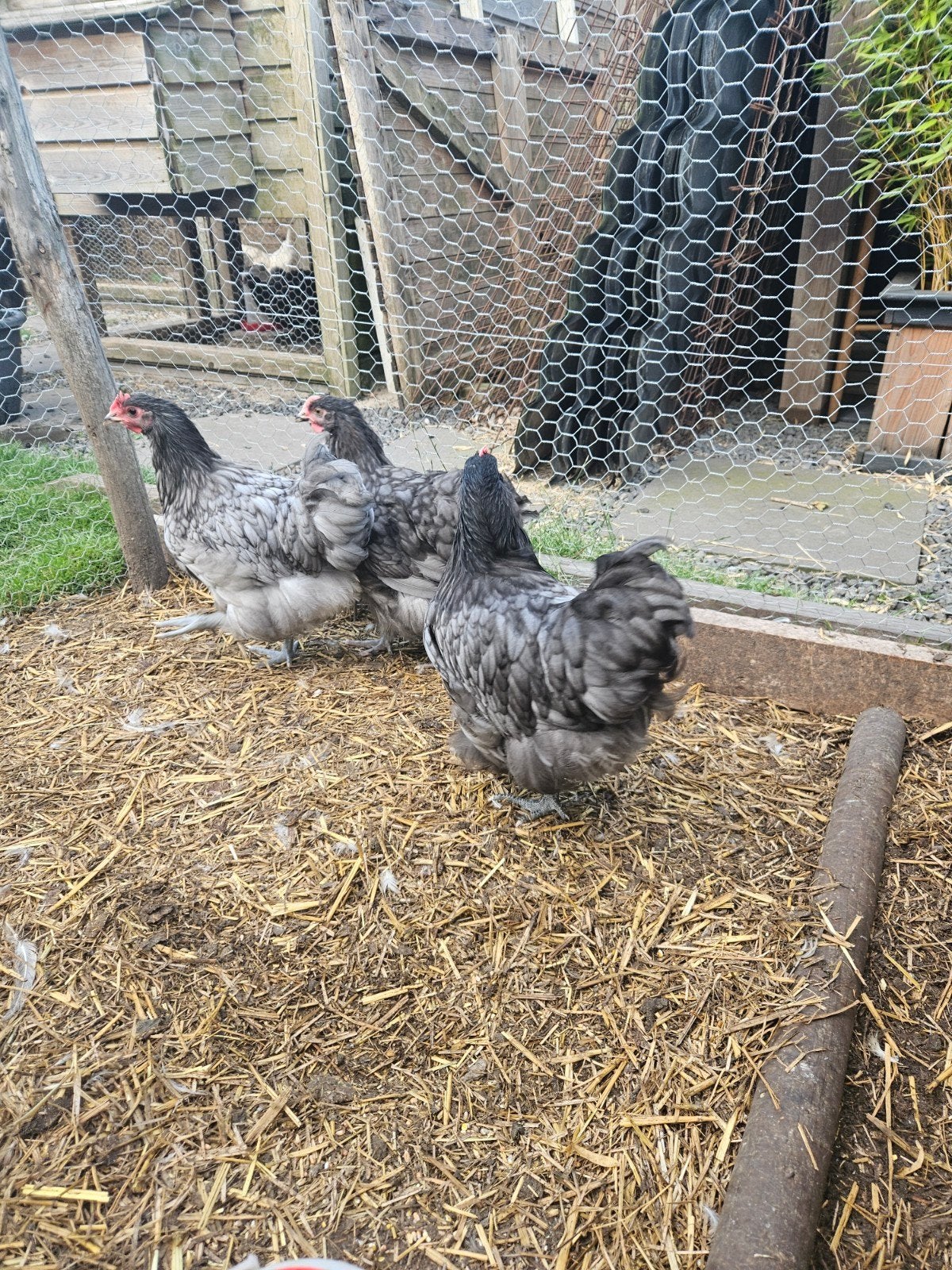 orpington hanen. gratis, Mannelijk, Kip