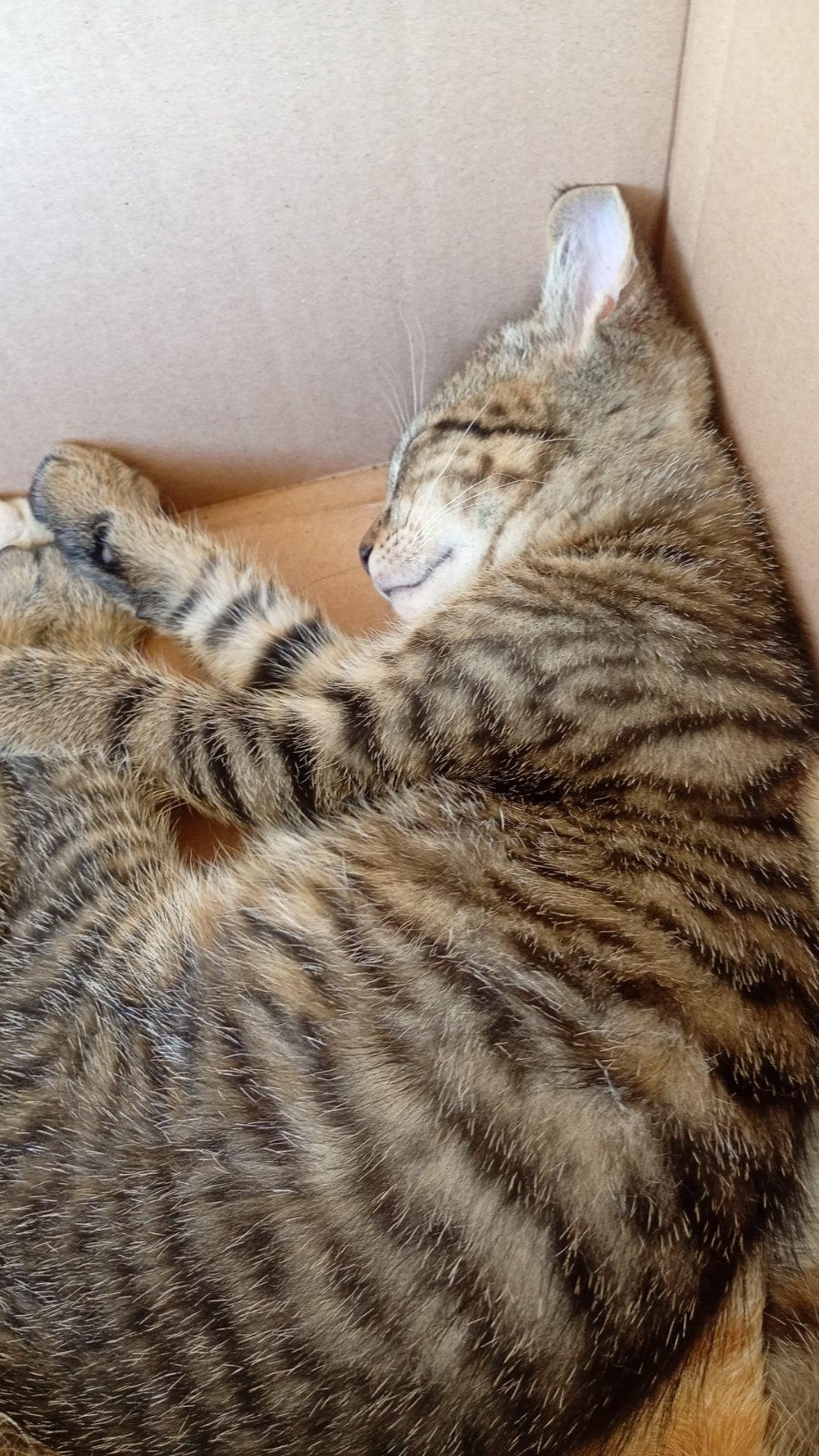 Boerderij kittens,  in huis gewend, Dieren en Toebehoren, Katten en Kittens | Overige Katten, Meerdere dieren