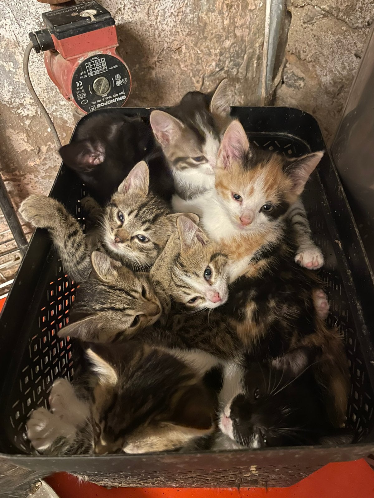 Boerderij kittens te koop, Dieren en Toebehoren, Meerdere dieren
