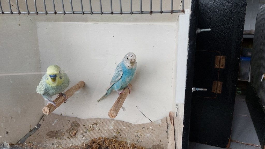 Grasparkiet koppel, Meerdere dieren, Parkiet, Geringd