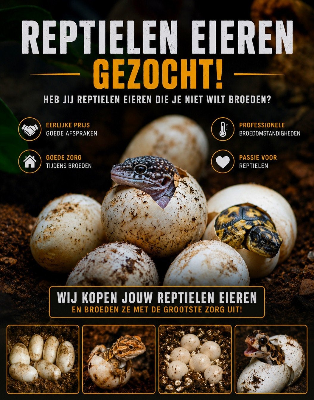 Eieren Reptielen gezocht - Bevrucht., Ophalen