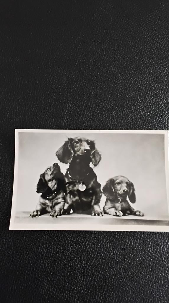 Vintage foto: Drie Teckels, 'Echte foto', Gebruikt, Foto, Ophalen of Verzenden, Voor 1940