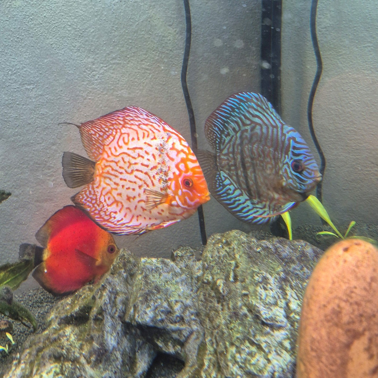Discus vissen, Dieren en Toebehoren, Vis