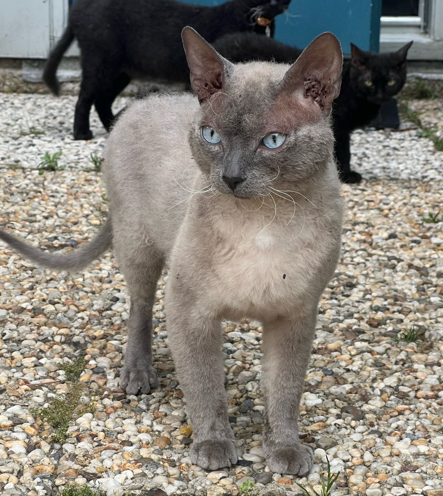 Peterbald Sphynx oosterse korthaar devon rex kater, Dieren en Toebehoren, Katten en Kittens | Raskatten | Korthaar, Kater