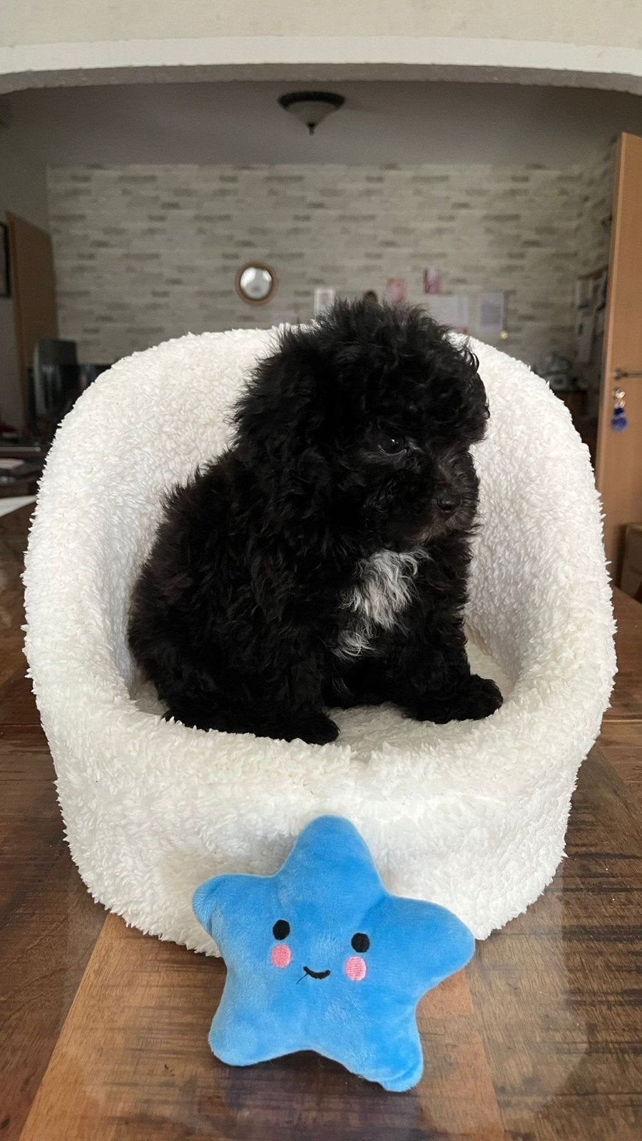 maltipoopups, Parvo, Overige rassen, 8 tot 15 weken, Meerdere dieren