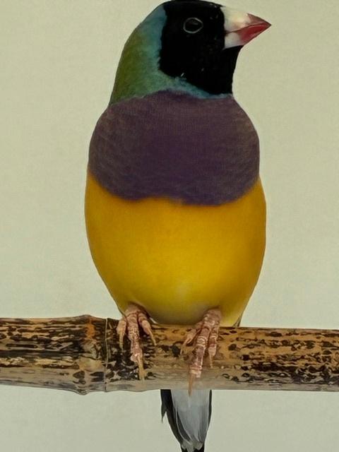 Gouldamadine man, Mannelijk, Tropenvogel, Geringd