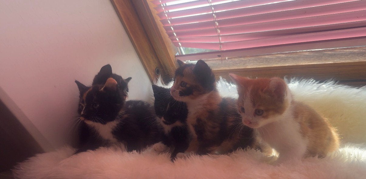 5 super liefe kittens, Meerdere dieren, Kortharig, 0 tot 2 jaar