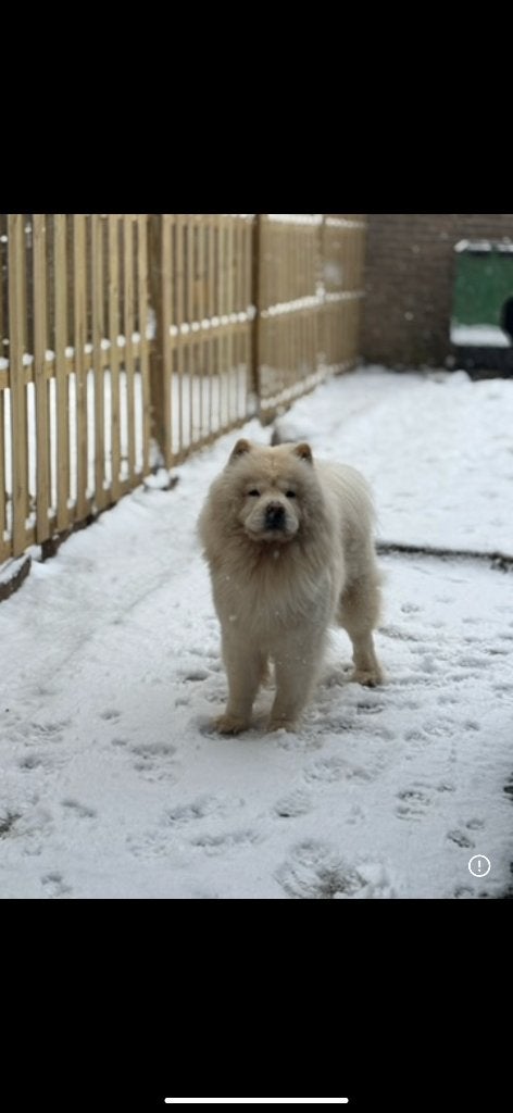 Chow chow, Overige rassen, Teef, Parvo, Eén hond
