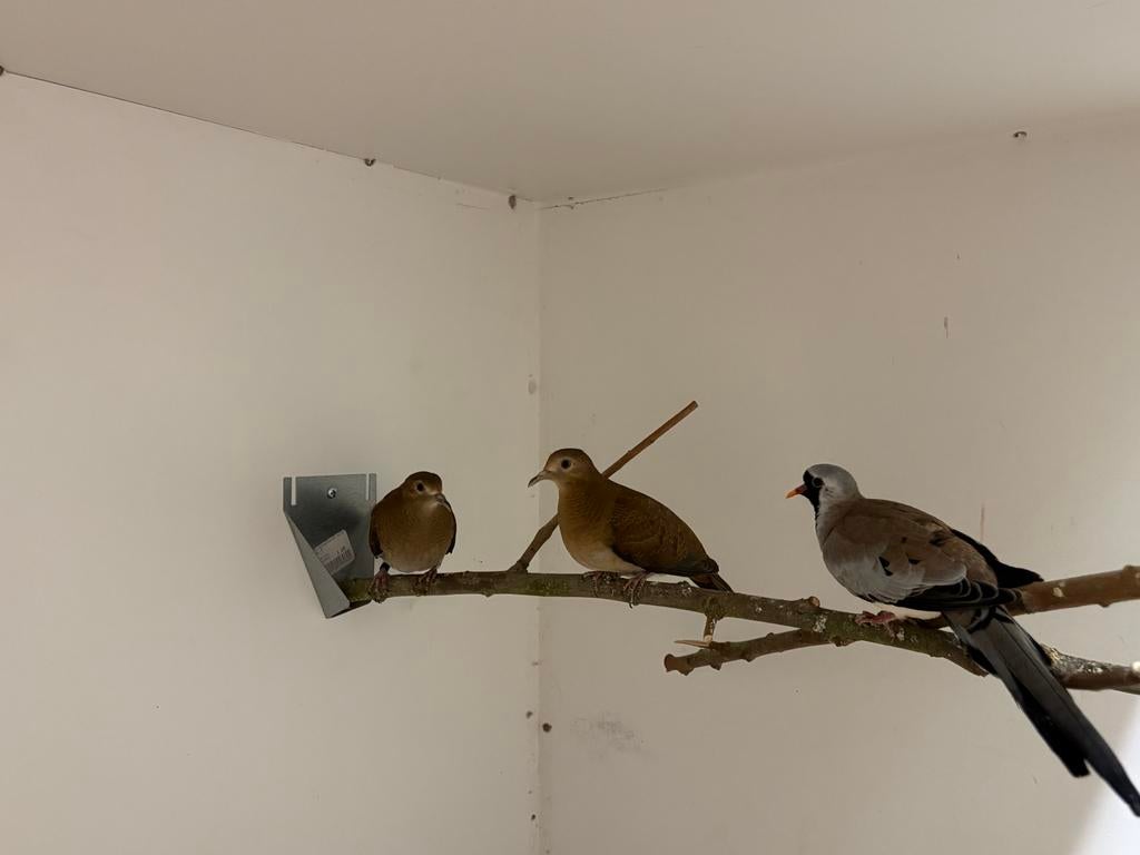 Jonge blauwe grondduiven, Dieren en Toebehoren, Vogels | Duiven, Meerdere dieren, Overige soorten