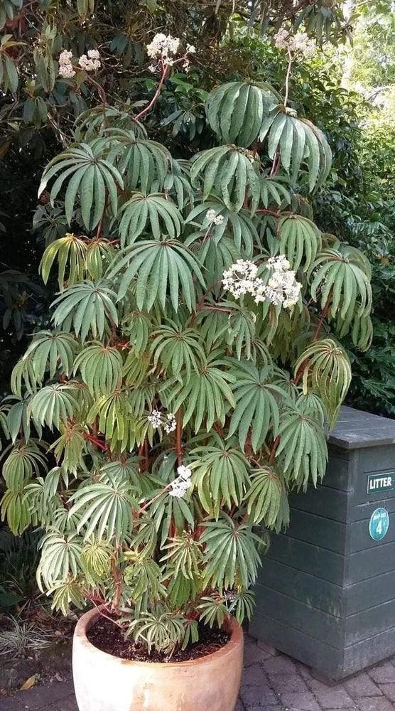 🌴 Begonia luxurians - palmbladbegonia,  gewortelde stekken, Overige soorten, Vaste plant, Ophalen of Verzenden, Volledige schaduw