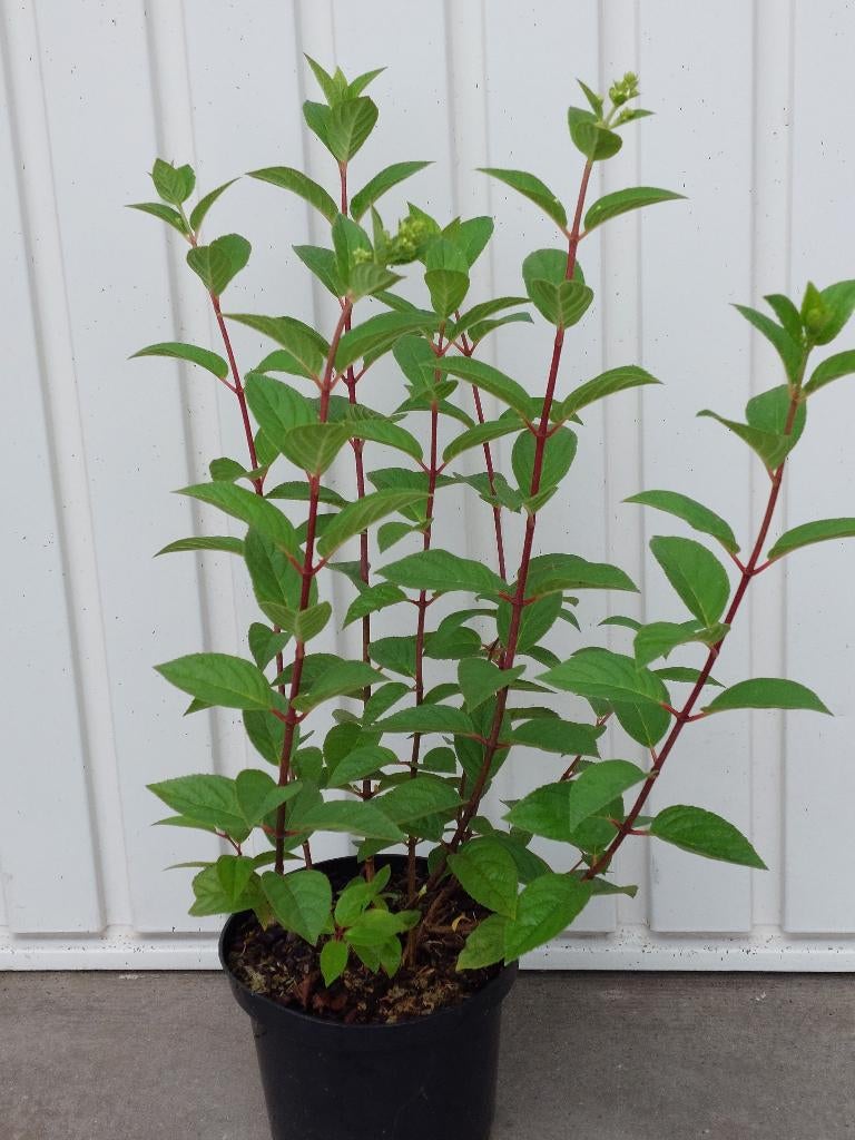 pluimhortensia hydrangea pan sundae fraise, Vaste plant, Halfschaduw, Zomer, Ophalen