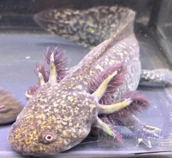 Axolotl - Starburst Grade S, Dieren en Toebehoren, Vissen | Aquariumvissen, Overige typen, Zoetwatervis