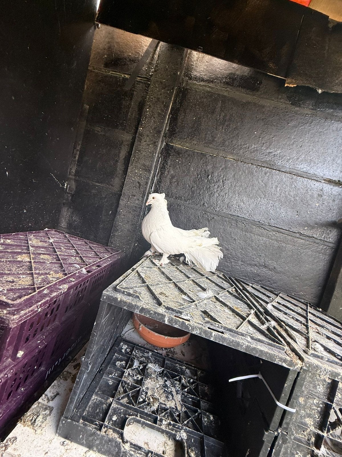 Mooi koppel, Dieren en Toebehoren, Meerdere dieren, Overige soorten
