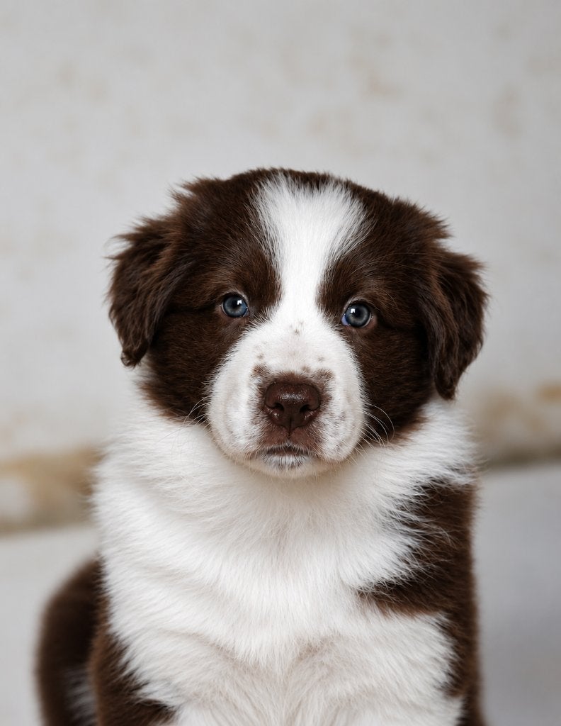 Prachtige Australian Shepherd x Border Collie pups, Dieren en Toebehoren, Honden | Herdershonden en Veedrijvers, 8 tot 15 weken