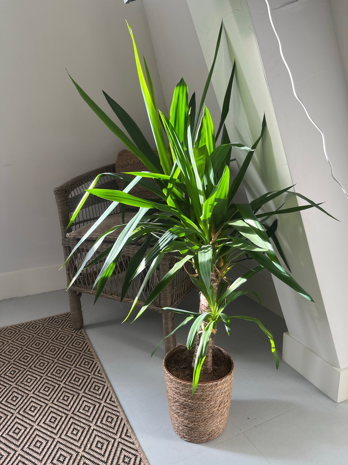 Mooie Yucca plant in rieten pot, Ophalen, 100 tot 150 cm, In pot, Yucca