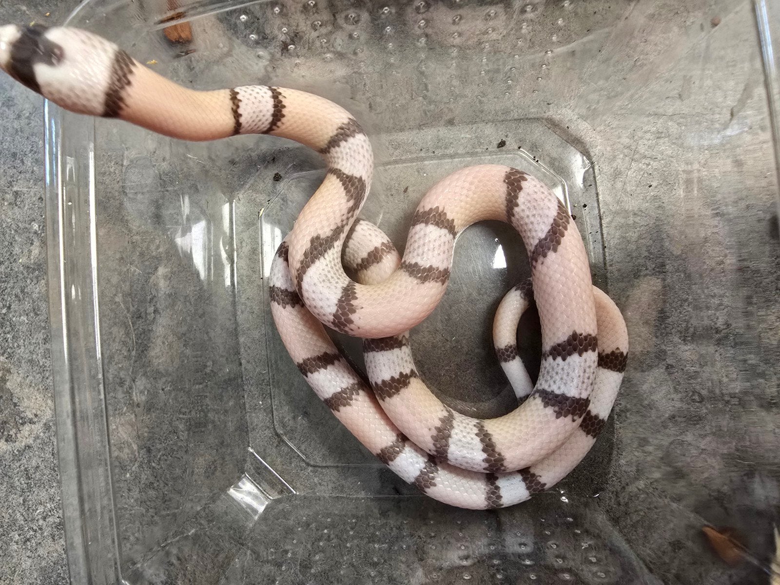 Lampropeltis triangulum hondurensis – DIVERSE BIJZONDERE MOR Milk Snake photo 8
