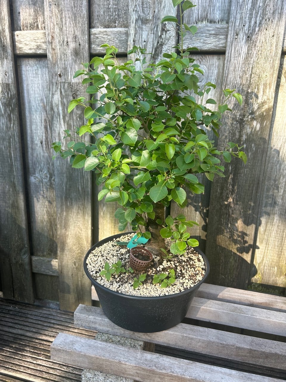 Prunus mahaleb bonsai, Tuin en Terras, Planten | Bomen, Bloeit niet, Overige soorten, 100 tot 250 cm, Ophalen