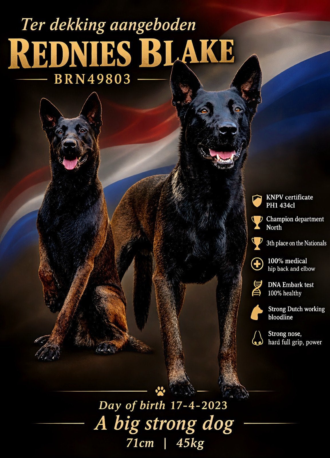 Mechelse herder dekreu aangeboden, Reu, 1 tot 2 jaar, Eén hond, CDV (hondenziekte)
