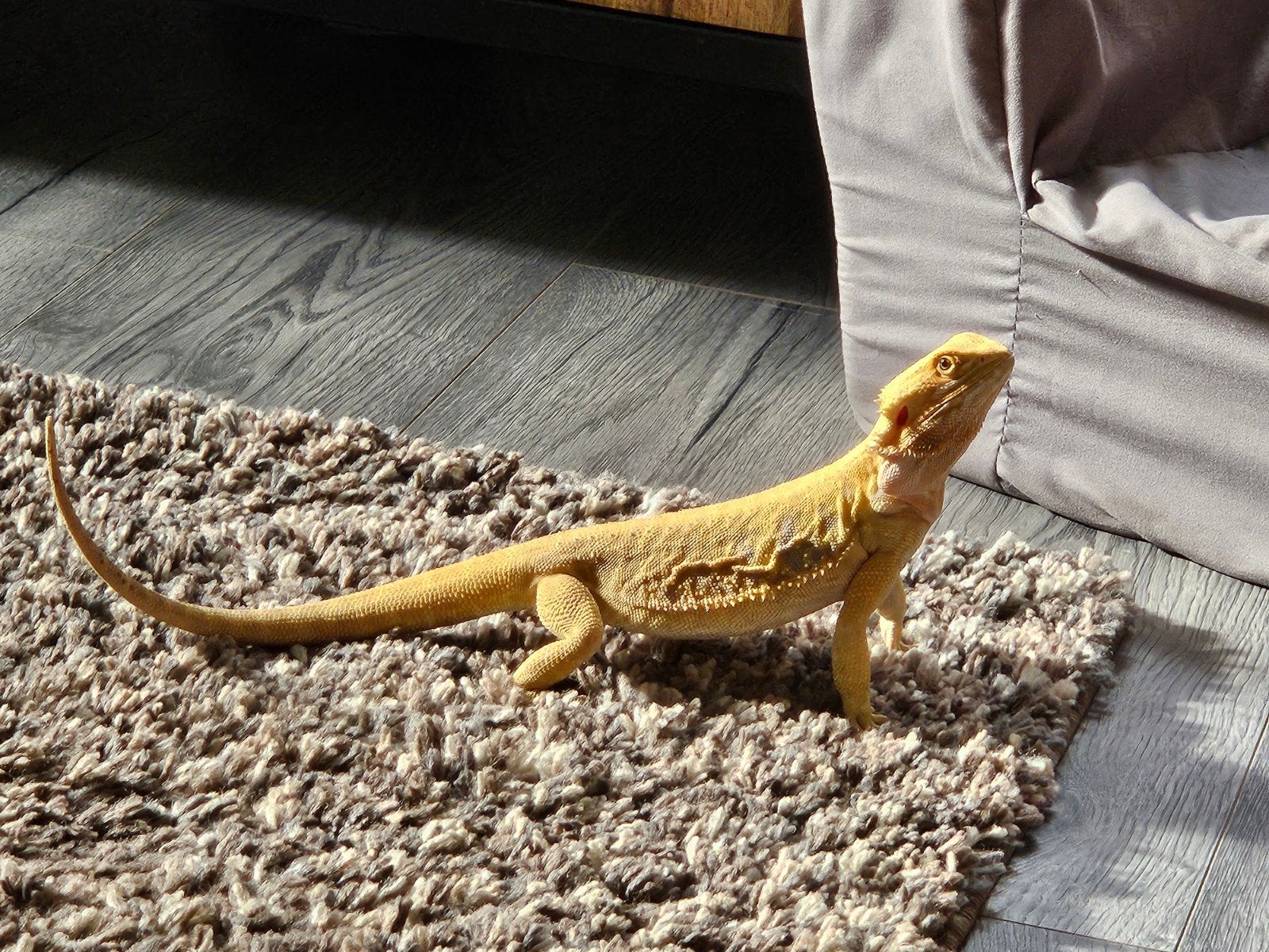 baardagaam inclusief terarium en toebehoren Bearded Dragon photo 9