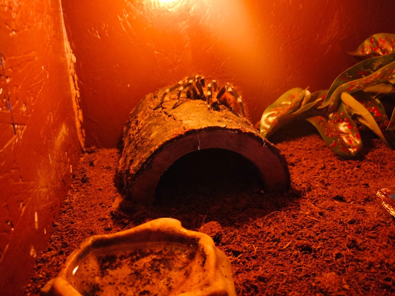 Braziliaanse witknie vogelspin (acanthoscuria geniculata), Spin of Schorpioen