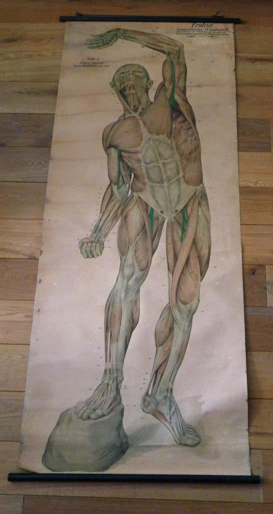 Antieke Duitse Frohse Anatomische Plaat Linnen Spierstelsel, Antiek en Kunst, Antiek | Schoolplaten, Verzenden, Natuur en Biologie