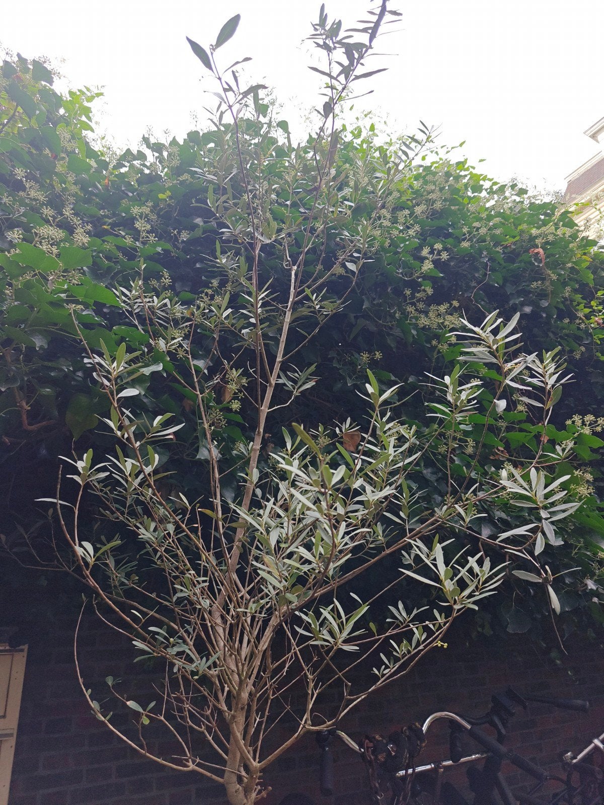 Olijfboom 270 cm, Olijfboom, 250 tot 400 cm, Zomer, Ophalen