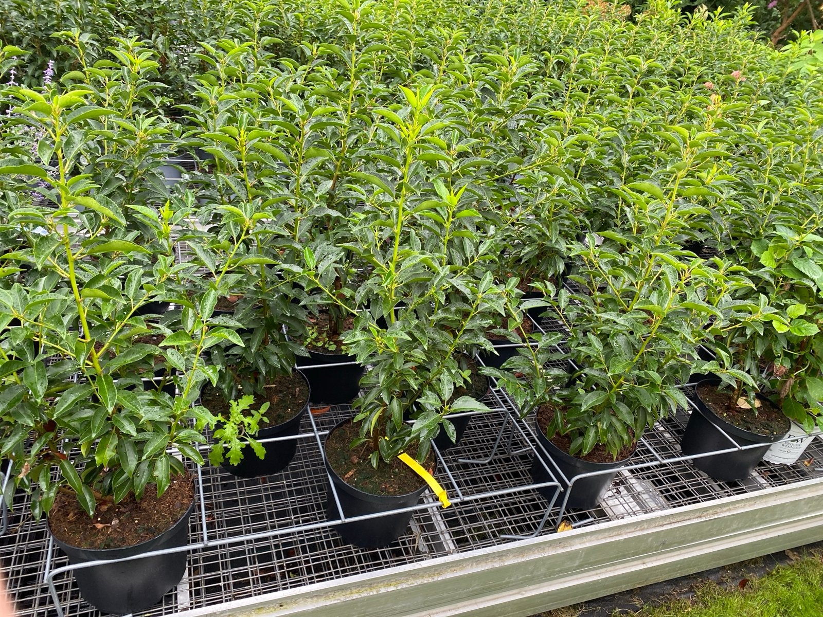 Portugese Laurier (Prunus Lusitanica Angustifolia) 70cm, Tuin en Terras, Vaste plant, Bloeit niet, Halfschaduw, Ophalen