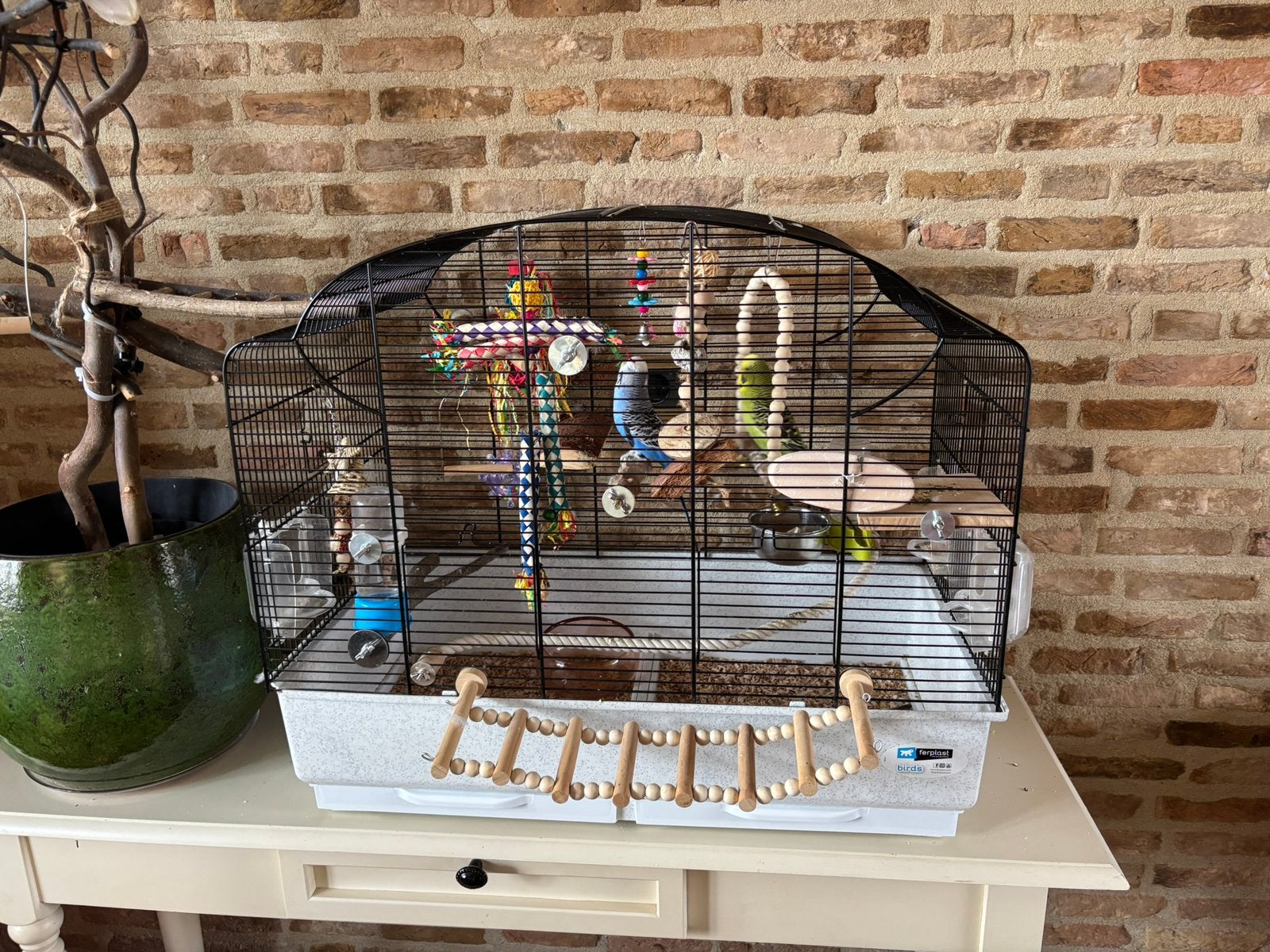 2 parkieten met kooi, Ophalen, Zo goed als nieuw, Metaal, Vogelkooi