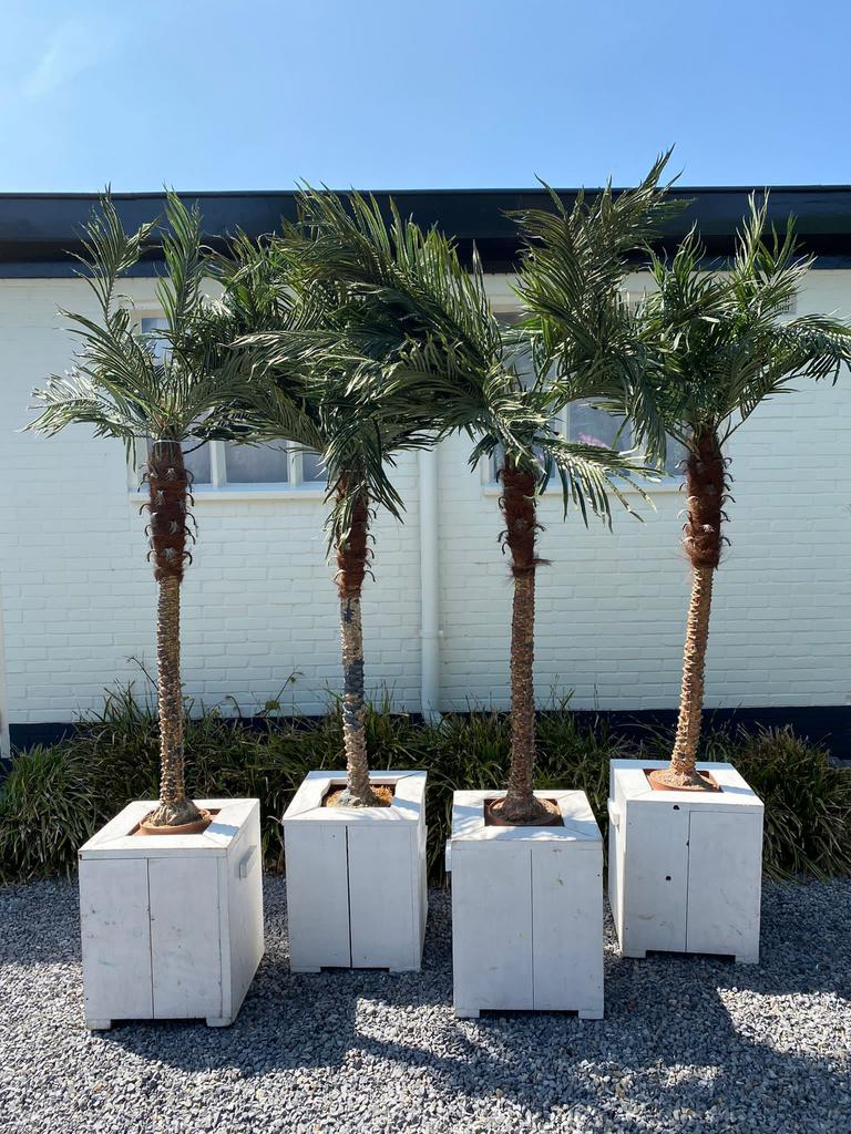 Palmbomen in houten bak te huur - hawaii style palmen 12,50, Ophalen, Overige