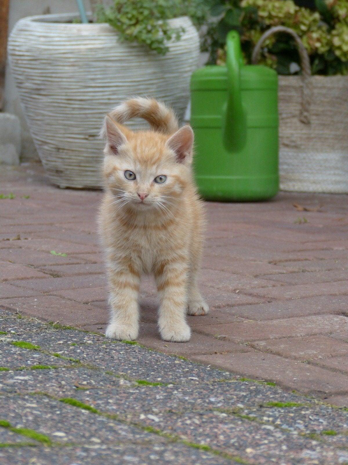 Rode kittens en zwart/bonte kitten te koop, Dieren en Toebehoren, Katten en Kittens | Overige Katten, Meerdere dieren, Kortharig