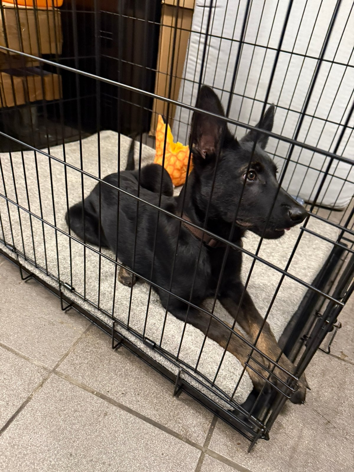 Mechelse Herder pup reu – 16 weken – Gechipt & gevaccineerd, Ophalen, Nieuw