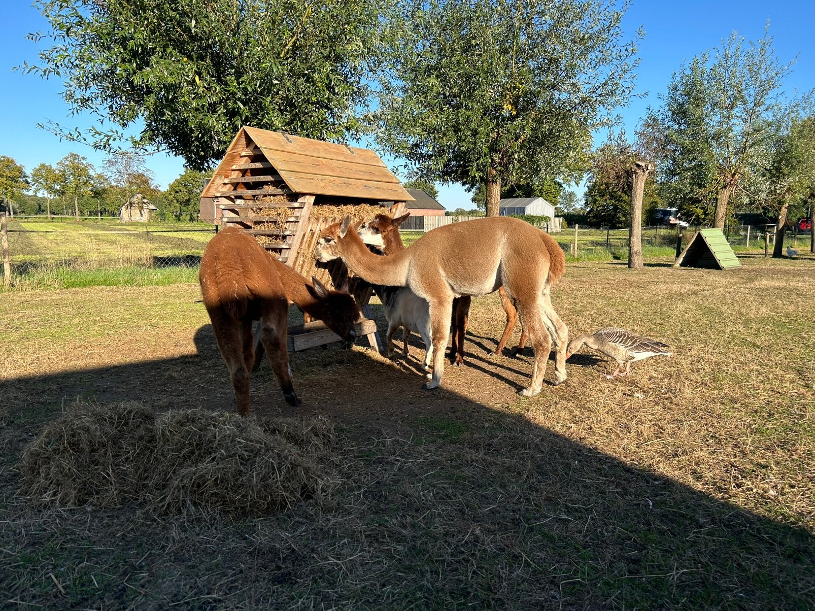 3 alpaca’s, Dieren en Toebehoren, Meerdere dieren, Alpaca, 3 tot 5 jaar