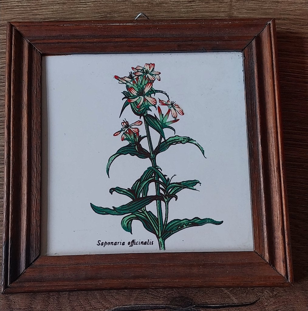 Vintage ingelijste tegel met Saponaria officinalis, Ophalen of Verzenden