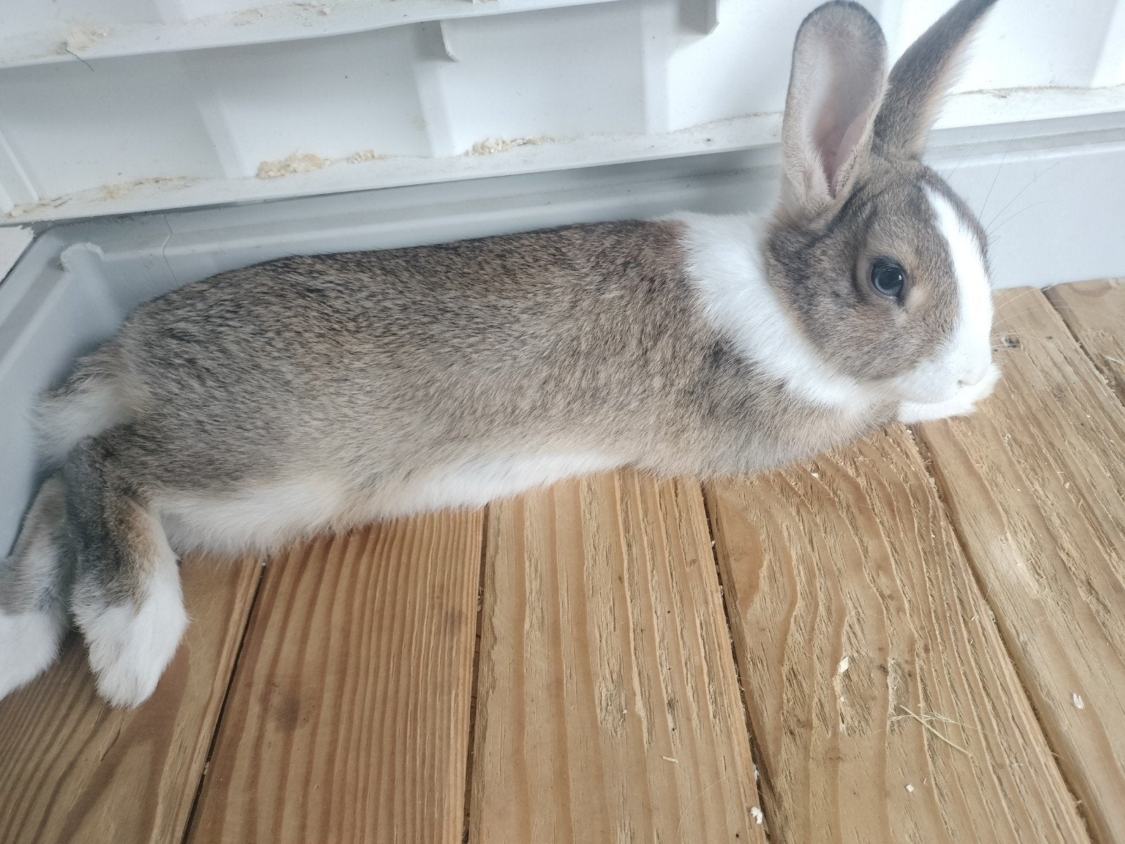 konijnen, Dieren en Toebehoren, Mannelijk, Middelgroot, Hangoor, 0 tot 2 jaar