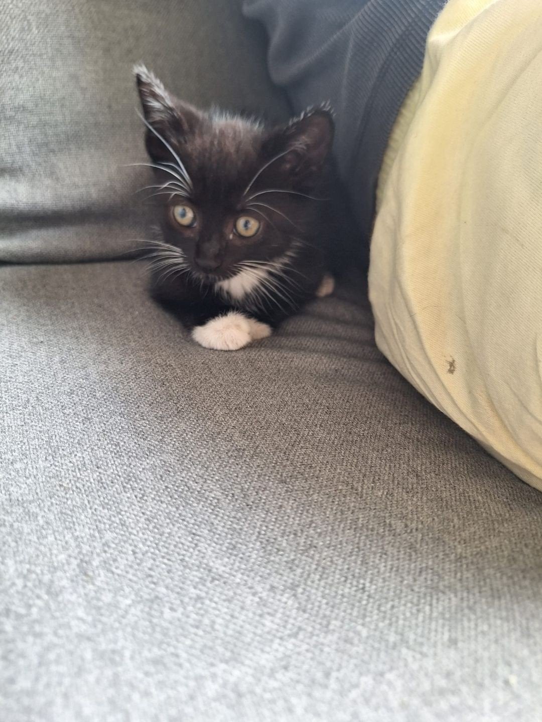 Kitten te koop!, Poes