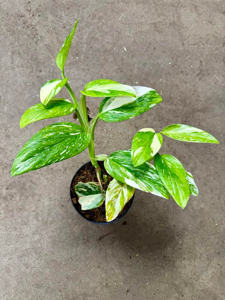 Monstera Standleyana Stardust p12, Huis en Inrichting, Kamerplanten, Overige soorten, In pot, Minder dan 100 cm, Groene kamerplant