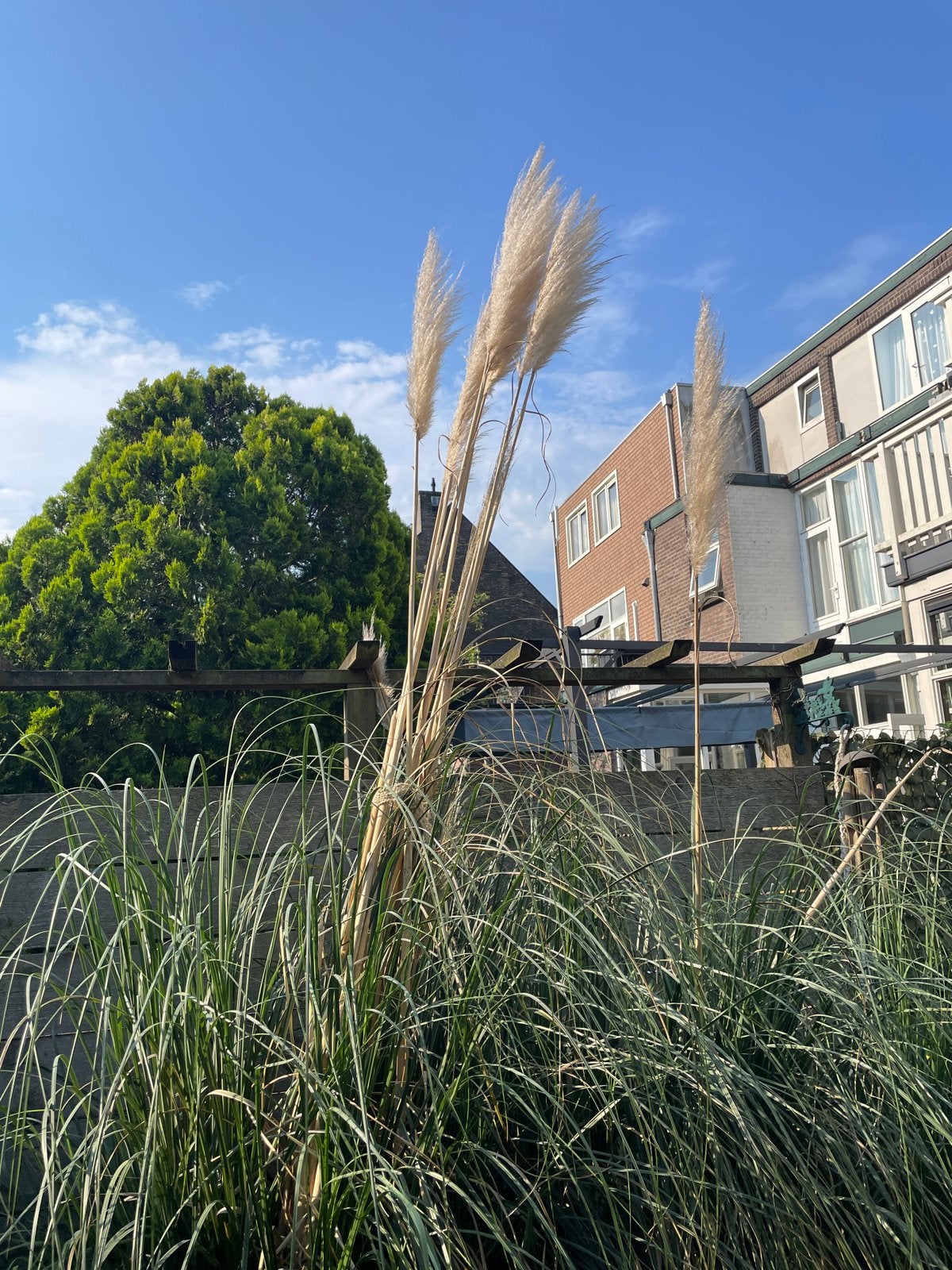Grote Pampasgras (Cortaderia selloana), Tuin en Terras, Ophalen, Volle zon, Vaste plant, Siergrassen