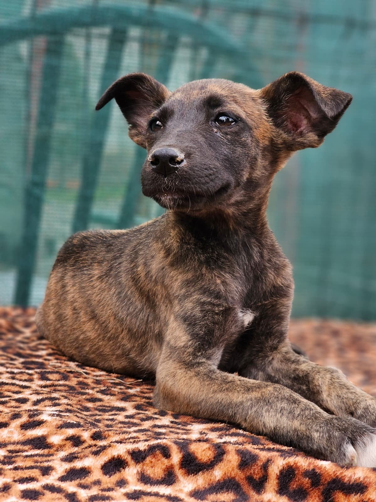 Pup Maxa zoekt een baasje, Dieren en Toebehoren, Honden | Niet-rashonden, 15 weken tot 1 jaar, Handelaar, Buitenland, Teef
