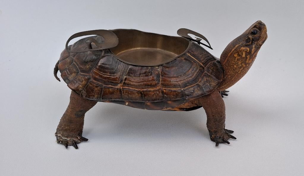 diverse opgezette dieren eieren anatomische modelen, Ophalen of Verzenden, Gebruikt, Wild dier, Opgezet dier