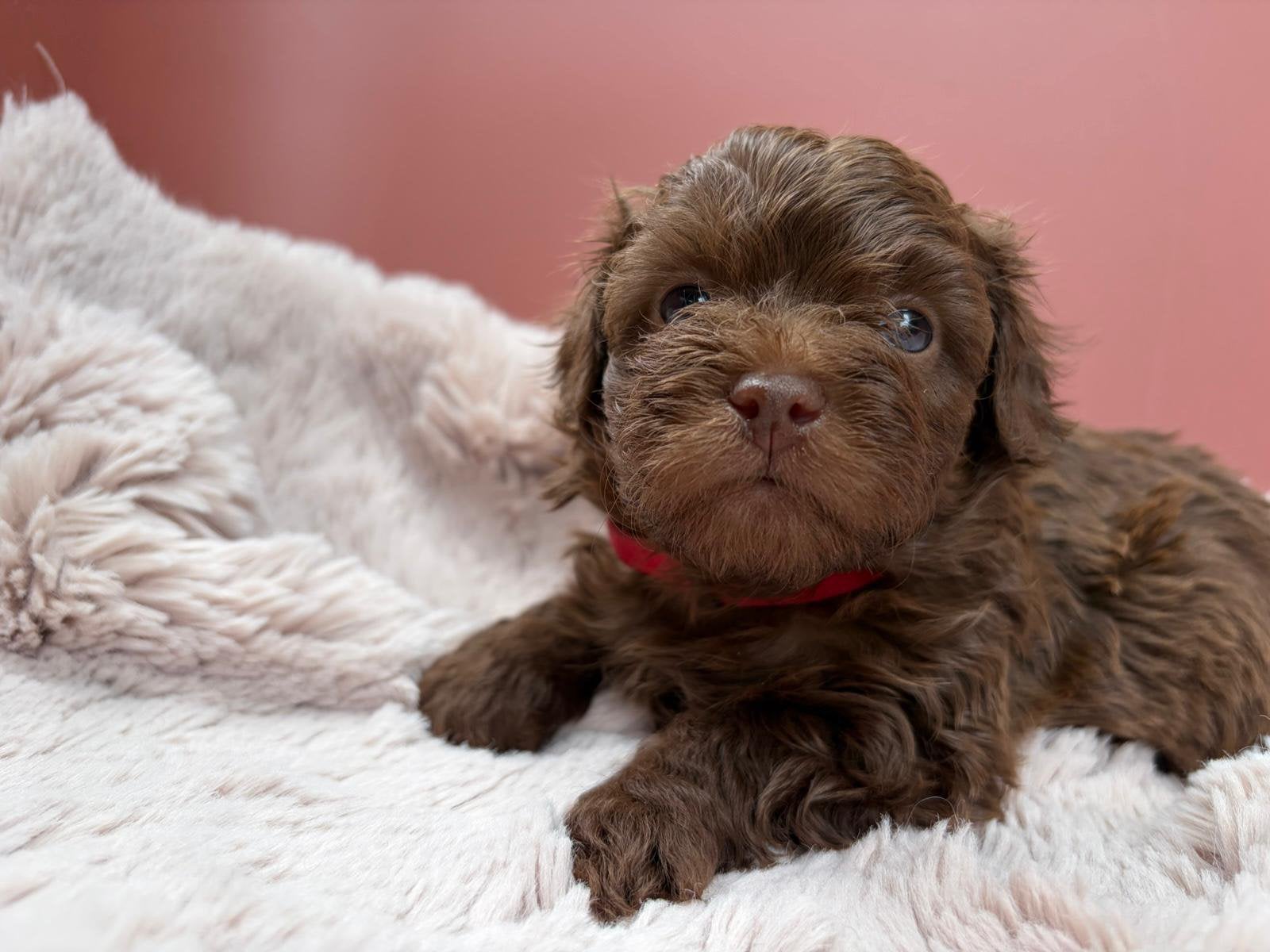 Lhasa apso / toy poedel pups, Parvo, 8 tot 15 weken, Geslacht onbekend, Meerdere